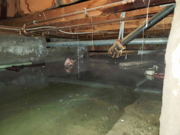 Best Basement water damage restoration  in New Ulm, MN