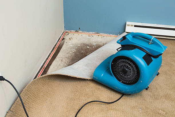 Best Professional water damage repair  in New Ulm, MN